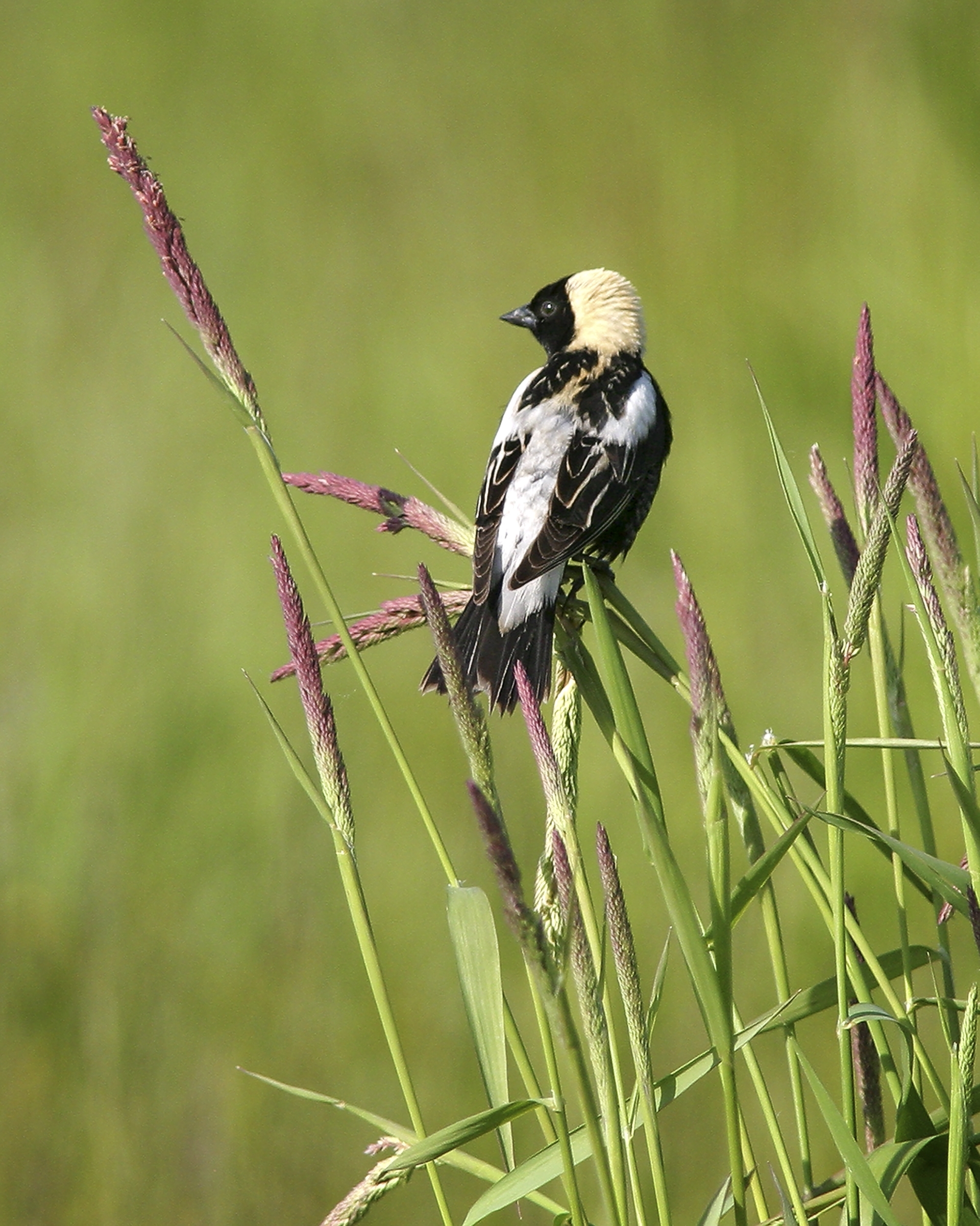 A bird with black and white back, with a black face and off-white head, perched atop grasses with slender, lavender-colored seed heads.
