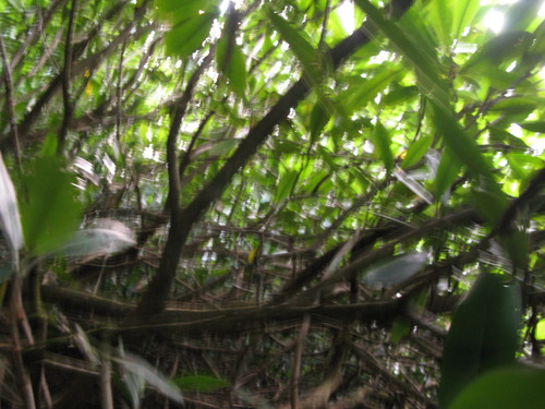 GRSM Accuracy Assessment. Plot Code: GRSM_AA_0026_3