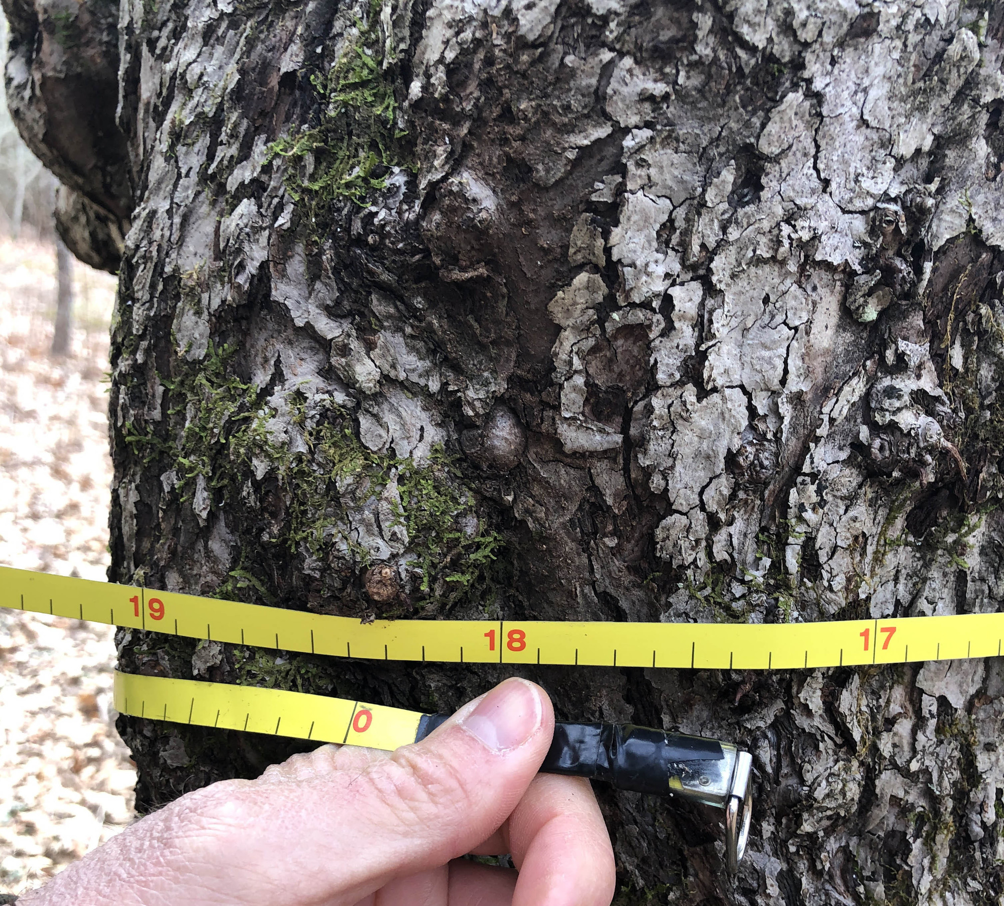 A tape measure is wrapped around the rough, mossy bark of an apple tree truck and held in place to show a diameter of 18 inches. 