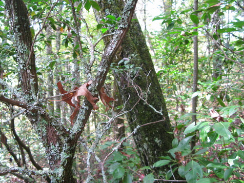 GRSM Accuracy Assessment. Plot Code: GRSM_AA_0267_5