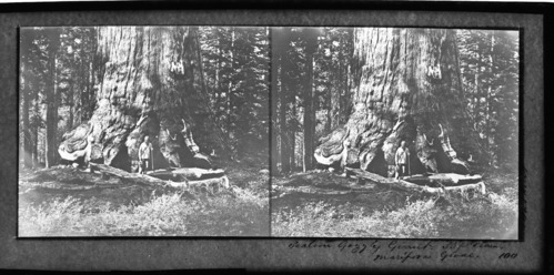 Stereoview titled "Section Grizzly Giant 33 ft. dia. Mariposa Grove 100" Galen Clark standing at the base of the Grizzly Giant in the Mariposa Grove of Big Trees.