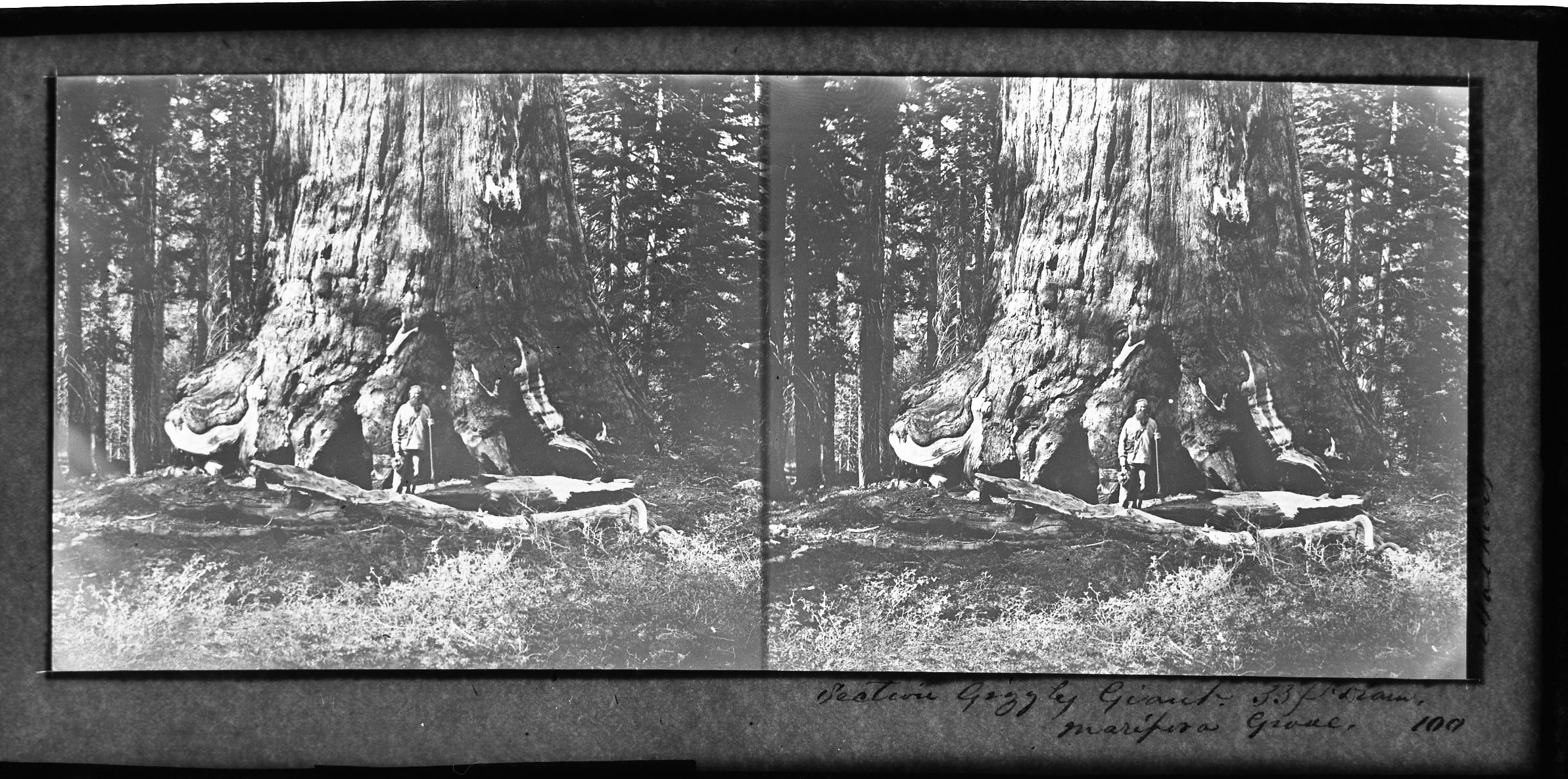 Stereoview titled "Section Grizzly Giant 33 ft. dia. Mariposa Grove 100" Galen Clark standing at the base of the Grizzly Giant in the Mariposa Grove of Big Trees.
