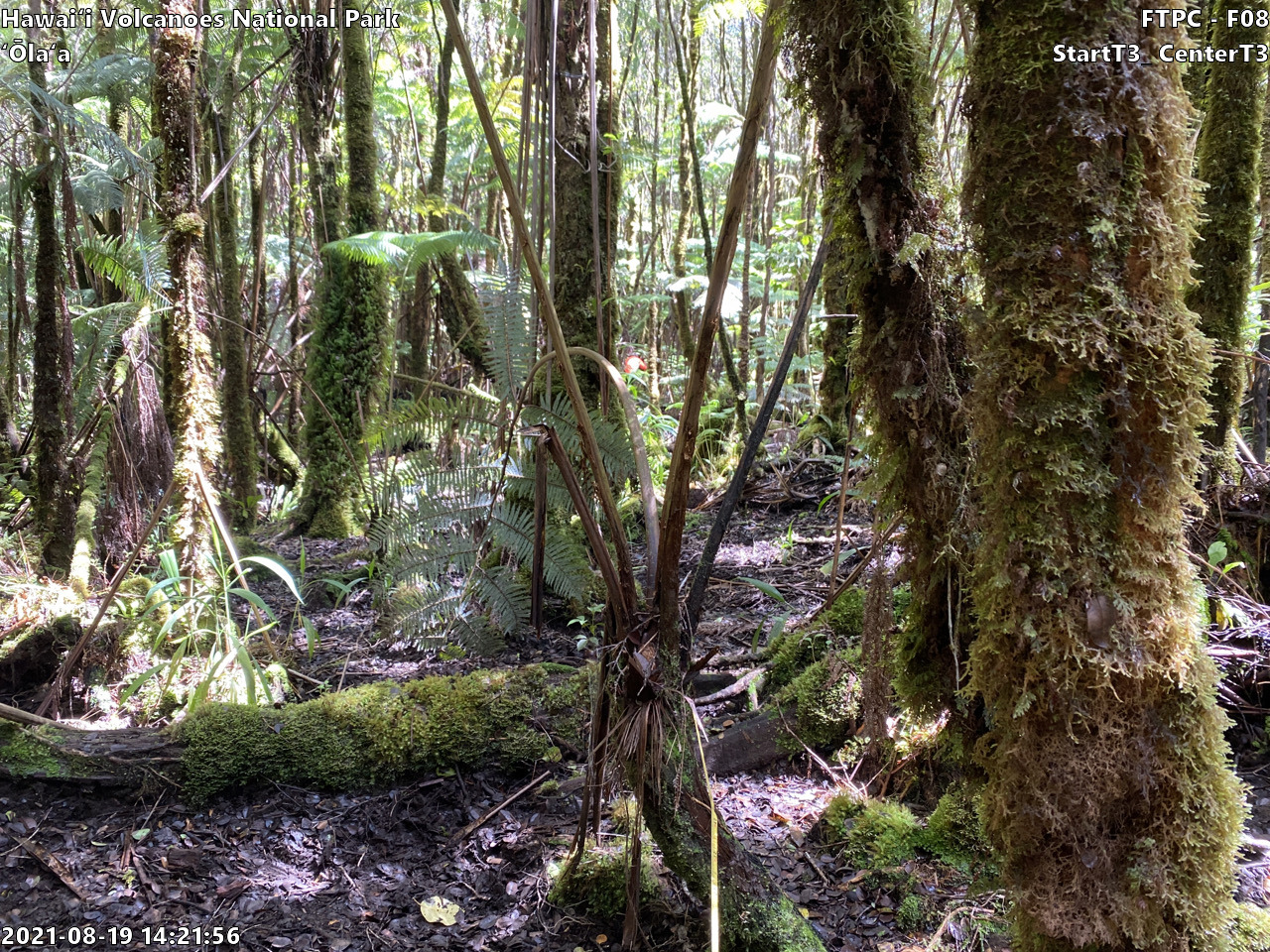 Eye-level view of plant community at monitoring site