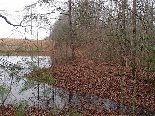 Trees growing on the dams at Big South Fork NRRA in 2013.