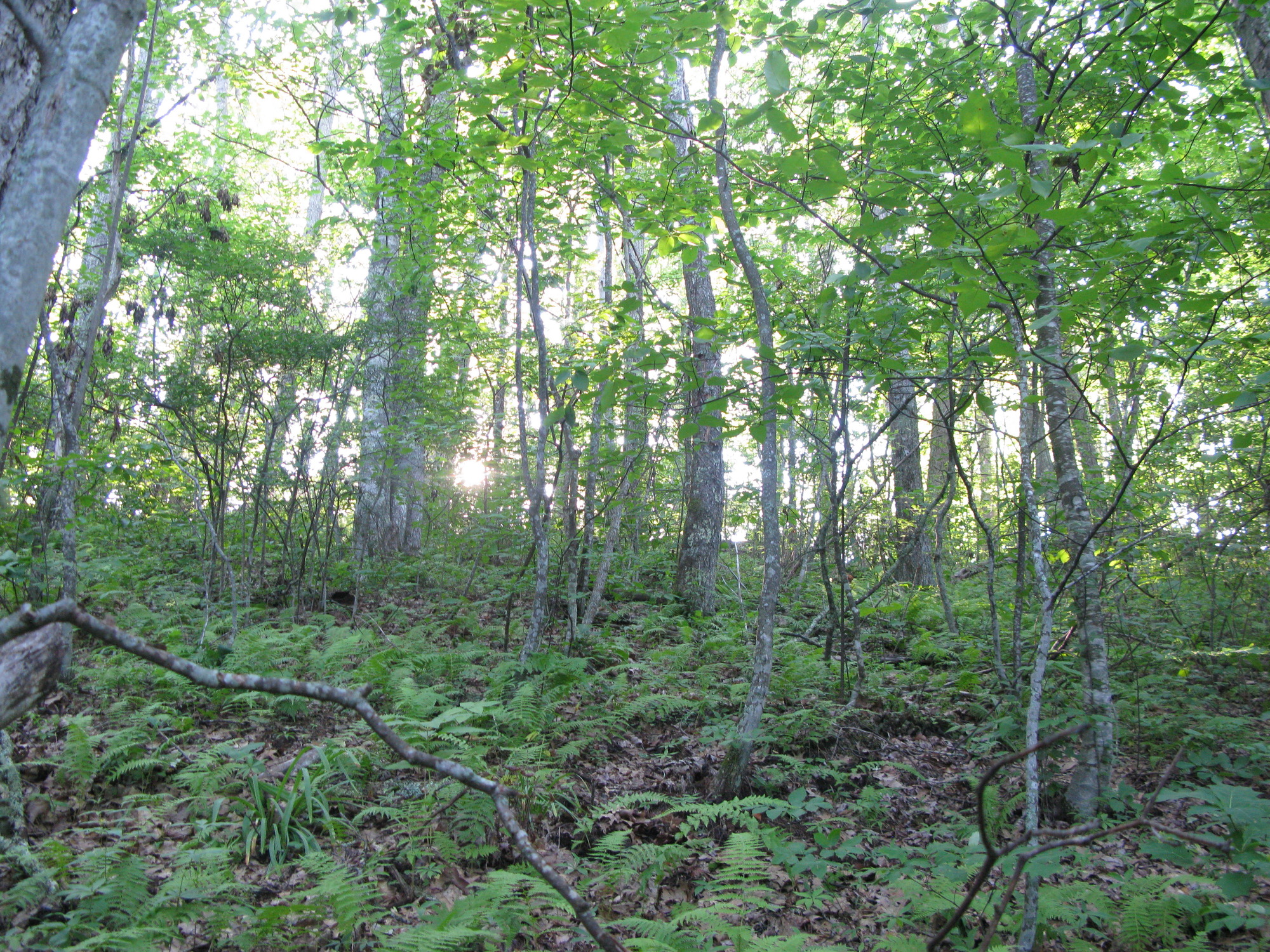 GRSM Accuracy Assessment. Plot Code: GRSM_AA_0251_3