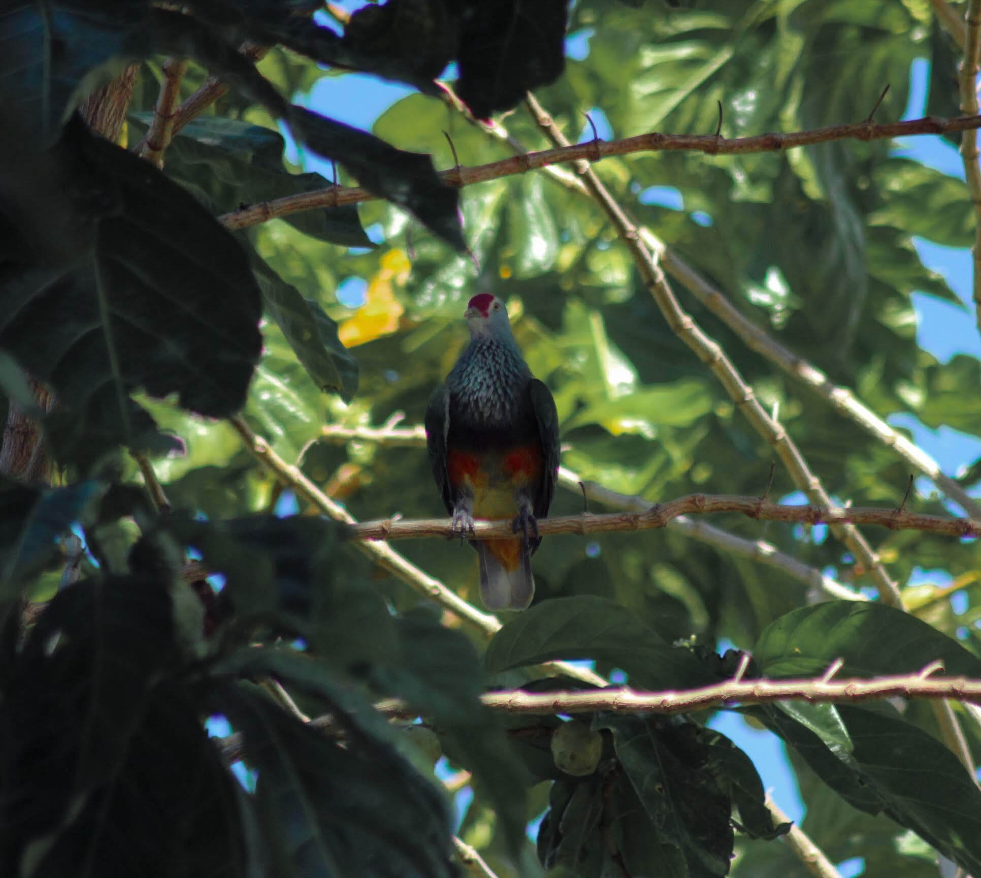 Marianas Fruit Dove 