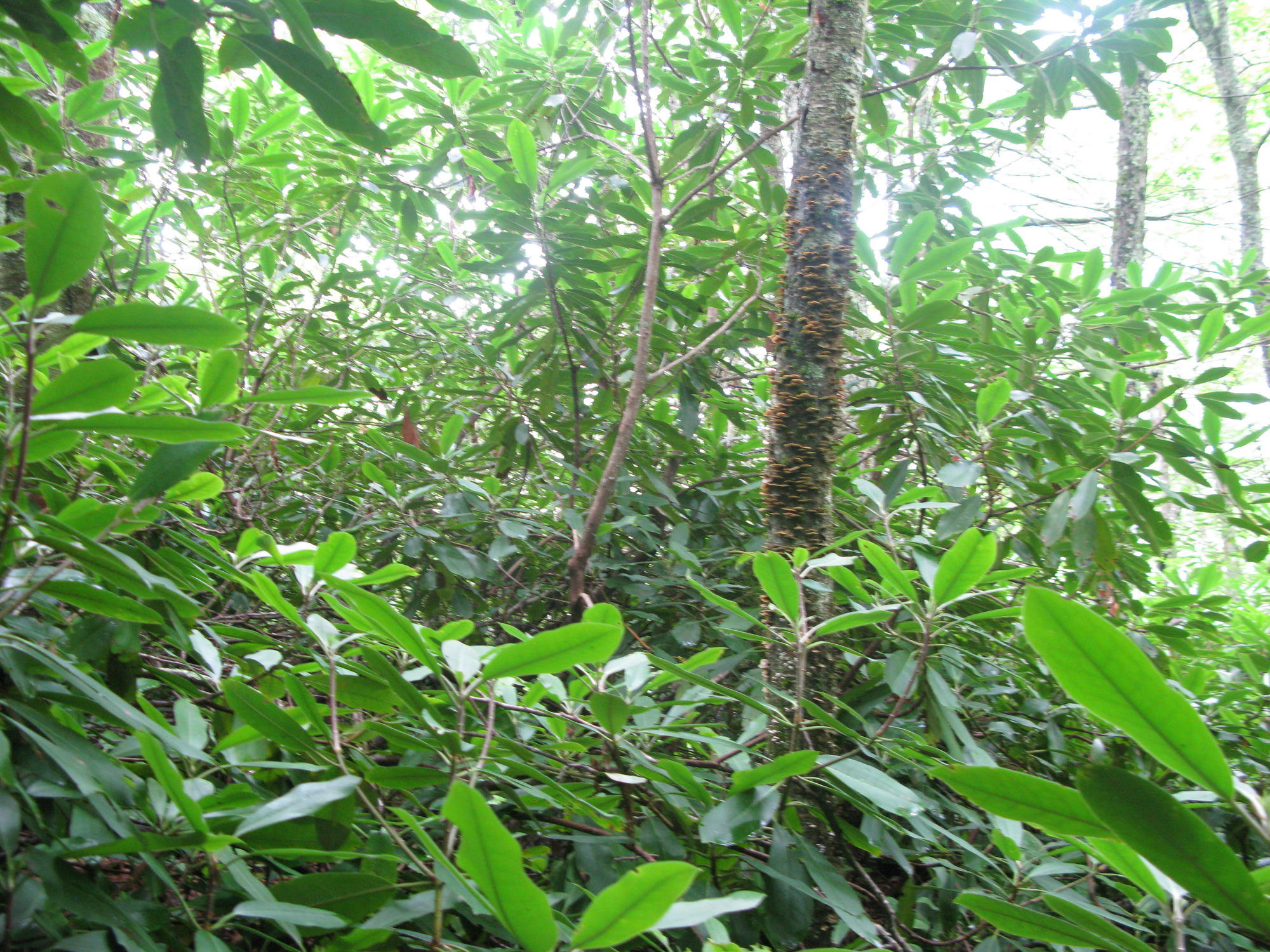 Plot Code: GRSM_AA_0549_5