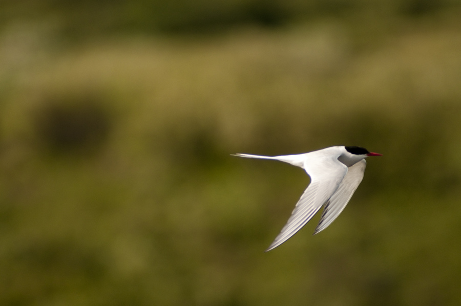 mostly white bird with black head and red bill