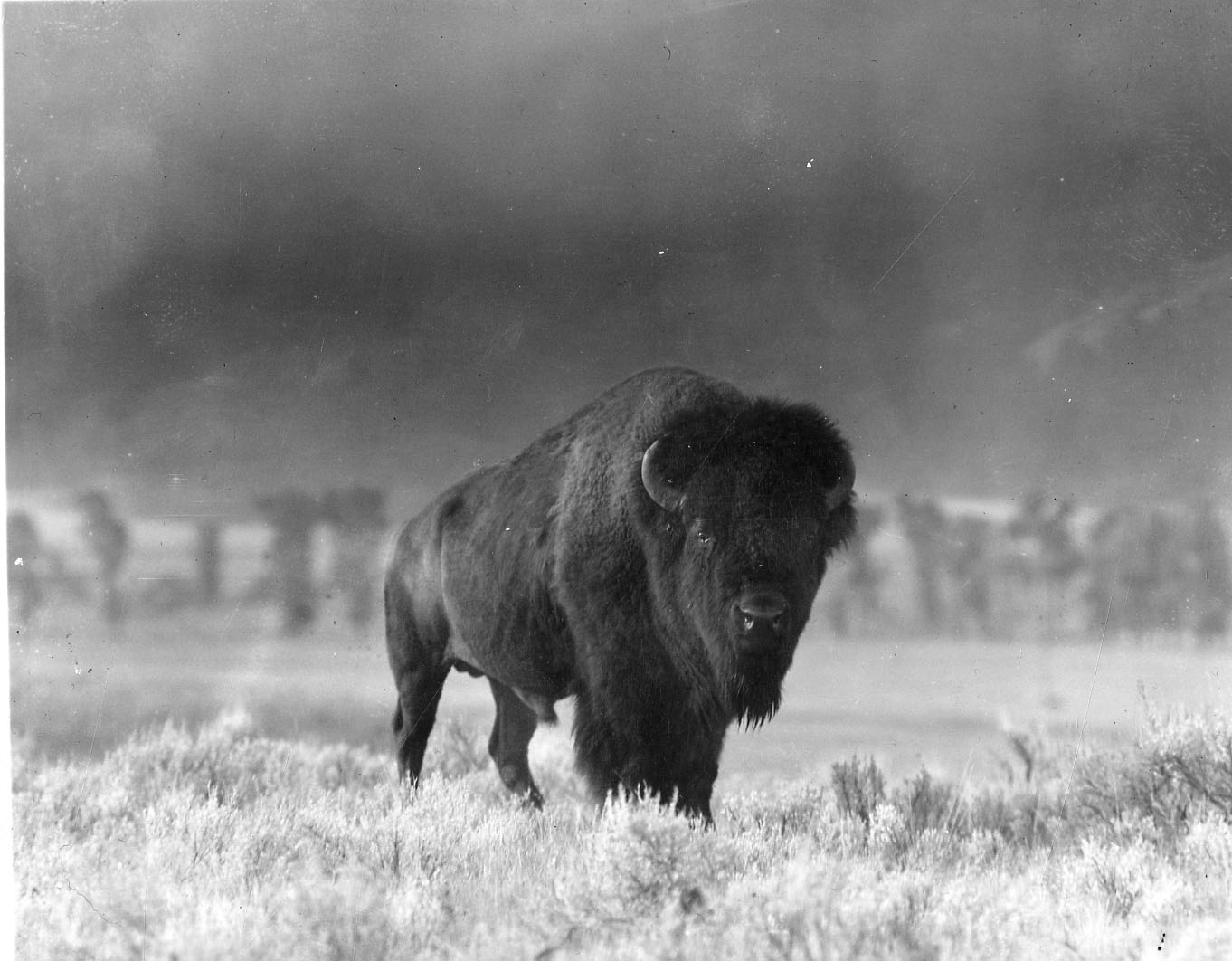 Yellowstone National Park