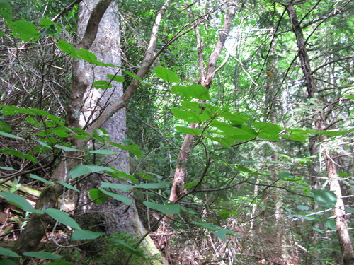 GRSM Accuracy Assessment. Plot Code: GRSM_AA_0068_6