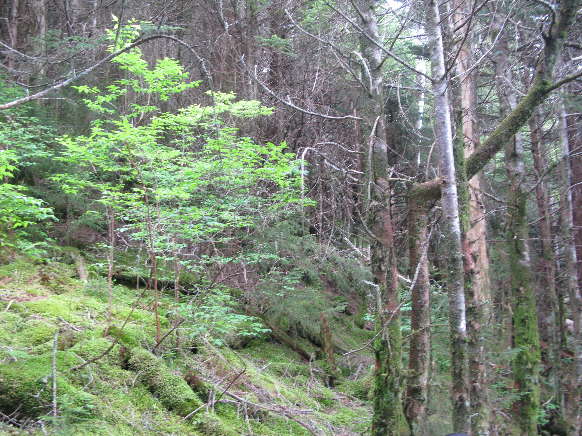 GRSM Accuracy Assessment. Plot Code: GRSM_AA_0592_3