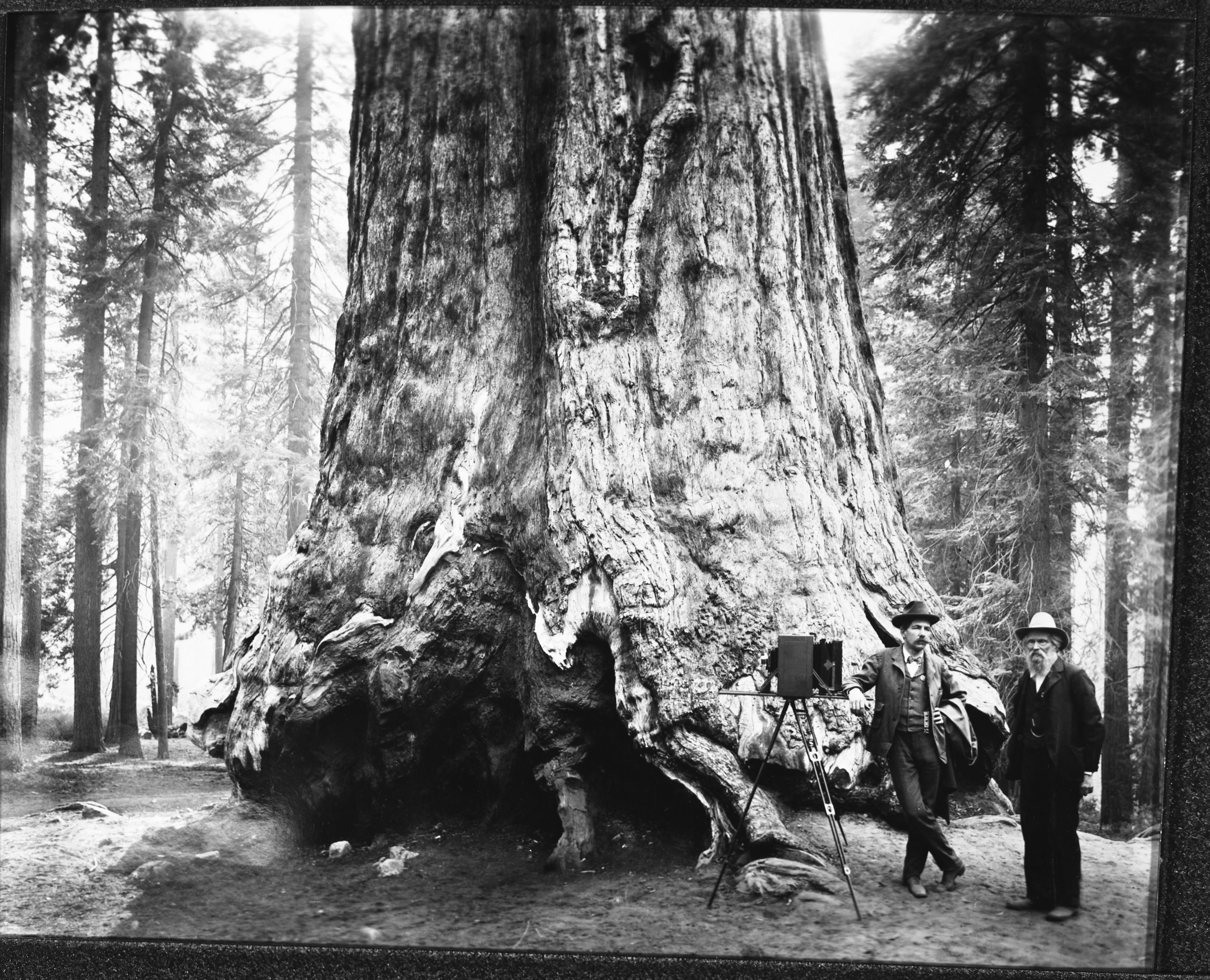 Julius Theodore Boysen & Galen Clark at the Grizzly Giant. Boysen plat (Cat. # 14,124 in the YNP Collection).