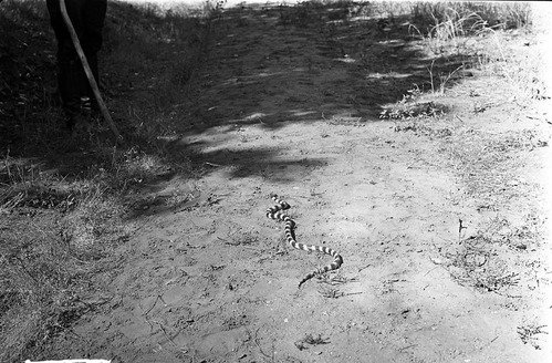 A king snake on a trail.