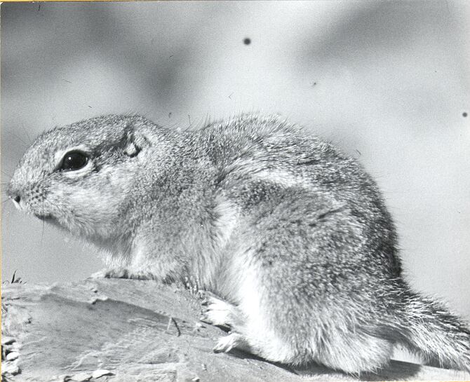 White-tailed Antelope Ground Squirrel (Ammospermophilus leucurus)