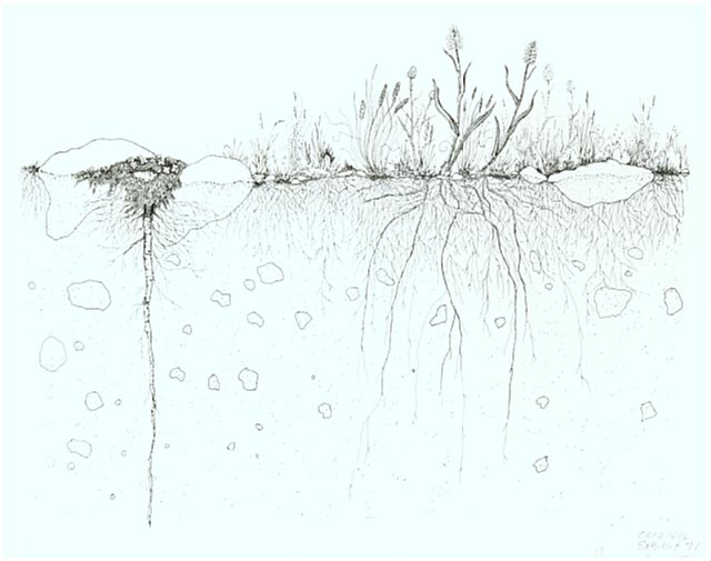 Soil cross-section revealing the fibrous root system of a cushion plant and other turf plants.