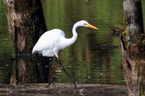 Great egret walks on a floating log. Large tree trunks flank both sides. Water is rippled with distorted reflections.