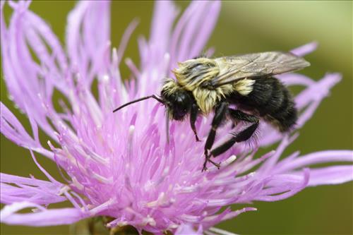 Mining bees in Cuyahoga Valley National Park