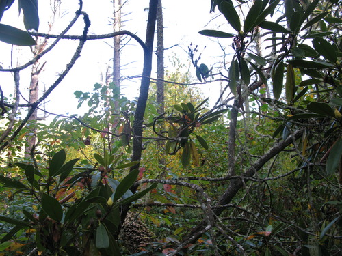 GRSM Accuracy Assessment. Plot Code: GRSM_AA_0001_2