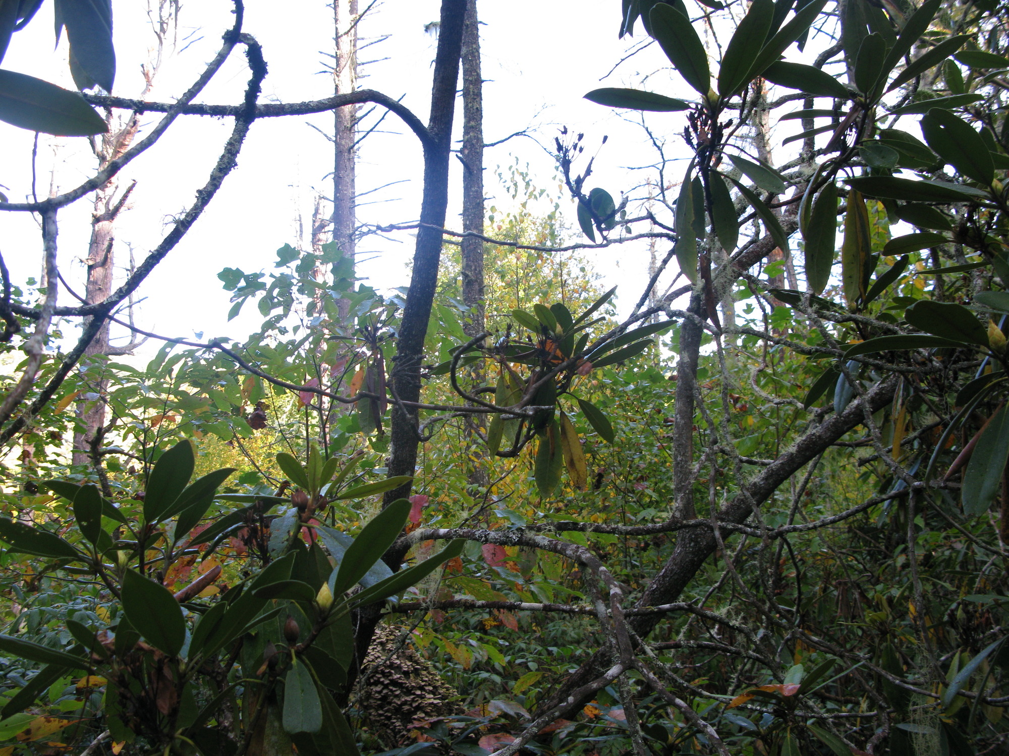 GRSM Accuracy Assessment. Plot Code: GRSM_AA_0001_2