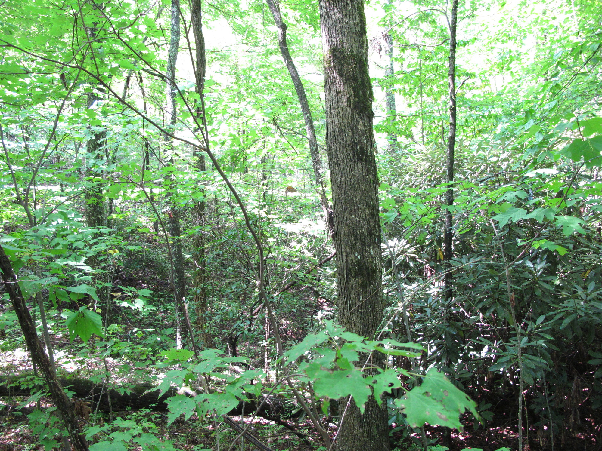 GRSM Accuracy Assessment. Plot Code: GRSM_AA_0514_5