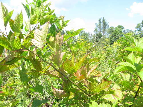 GRSM Accuracy Assessment. Plot Code: GRSM_AA_0780_2