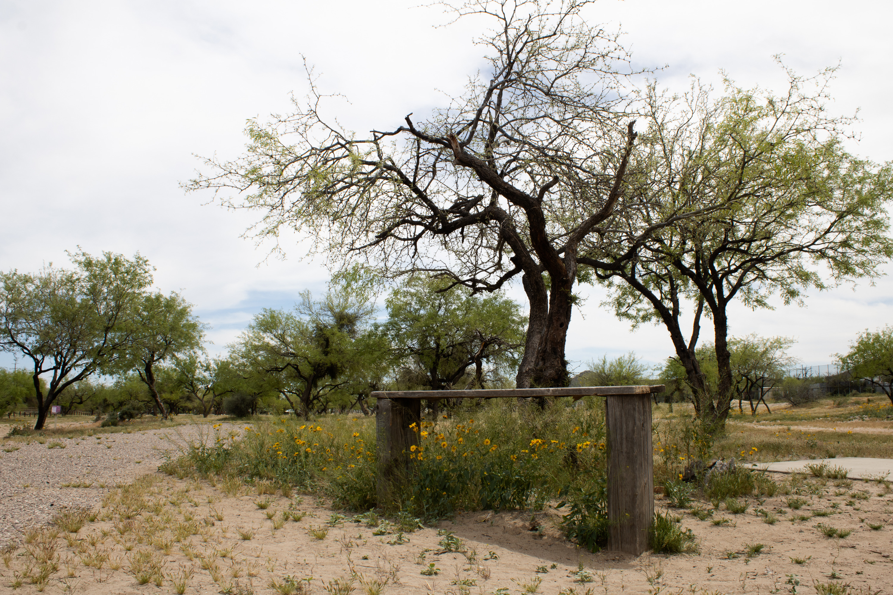 A wooden bench sits among orange flowers near a walking path in a park with trees