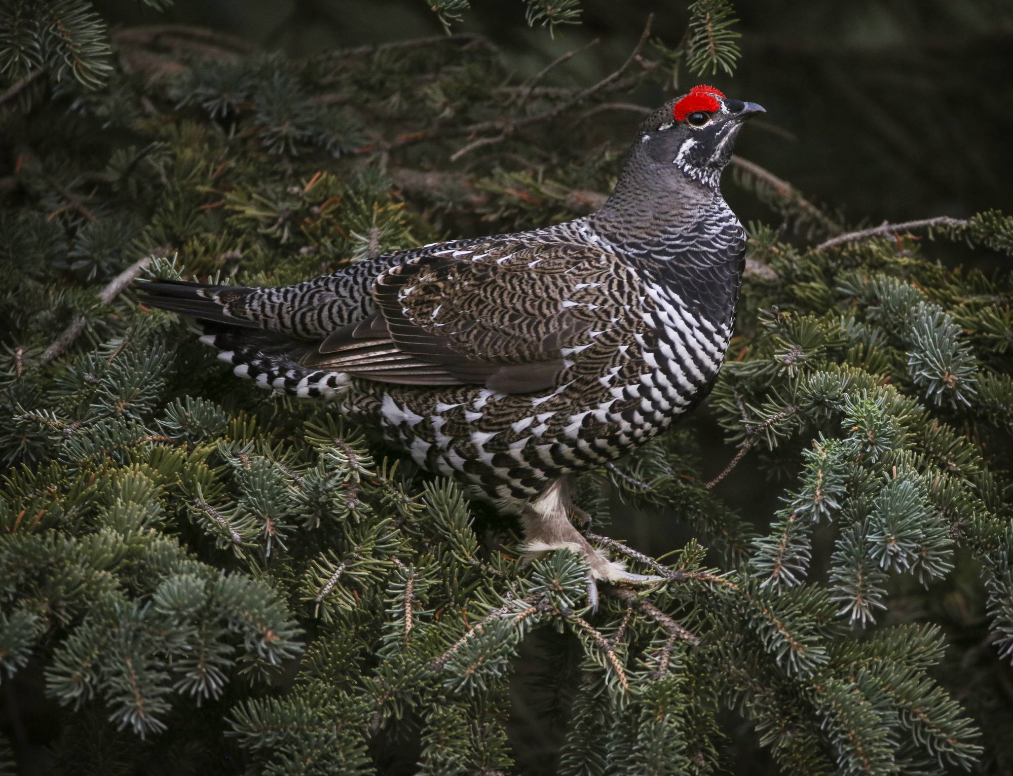 mostly brown bird with a red crest sitting in a spruce tree