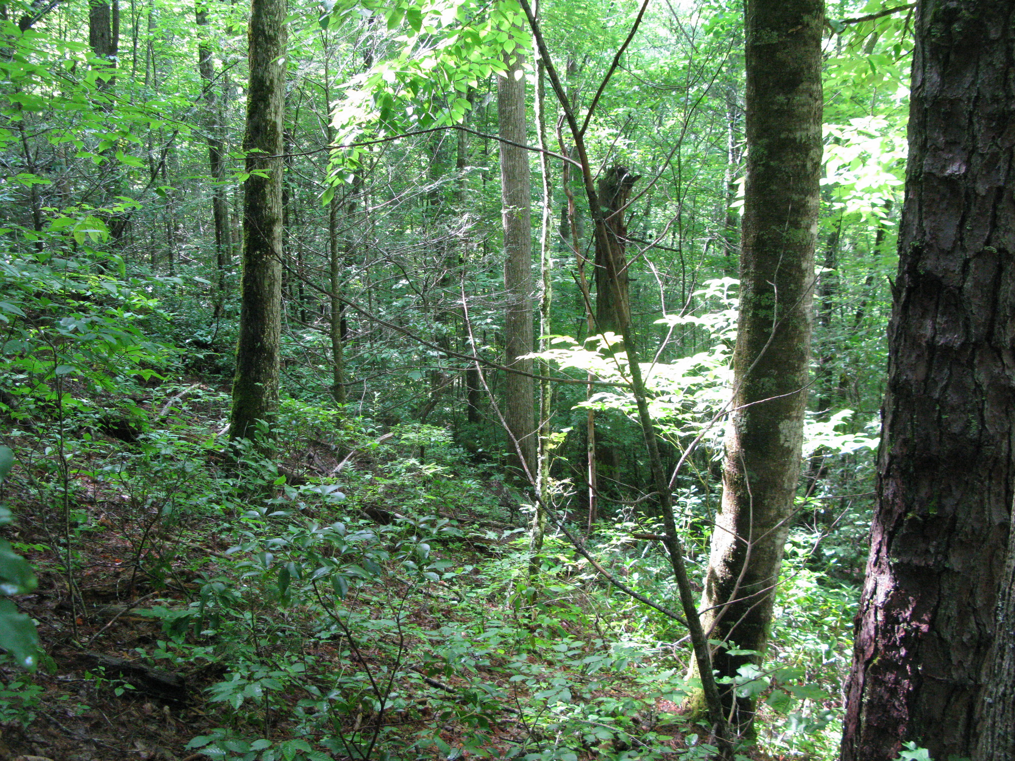 GRSM Accuracy Assessment. Plot Code: GRSM_AA_0821_6