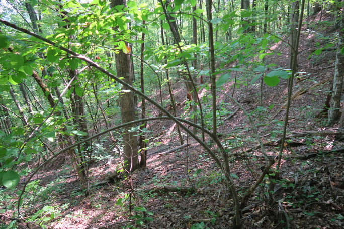 GRSM Accuracy Assessment. Plot Code: GRSM_AA_0955_4