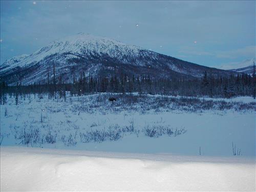 1 Gates of the Arctic National Park and Preserve Hares Survey 2004