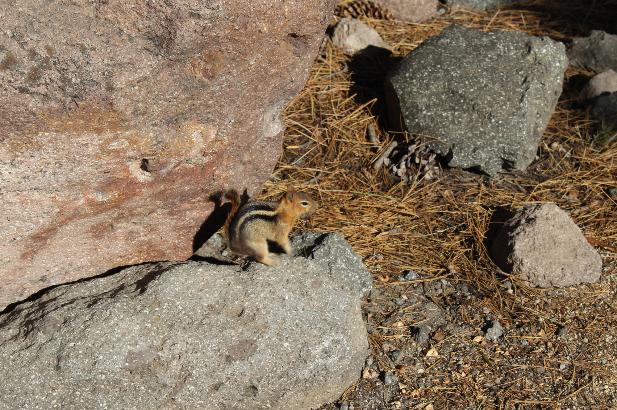 Chipmunk in a rocky area