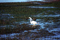 ARPO Animals Ardea Alba ArdeaAlba1. 