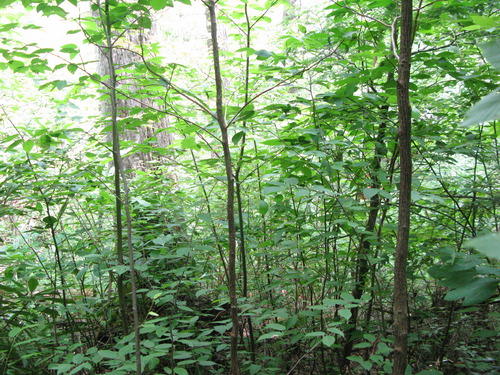 GRSM Accuracy Assessment. Plot Code: GRSM_AA_0865_2