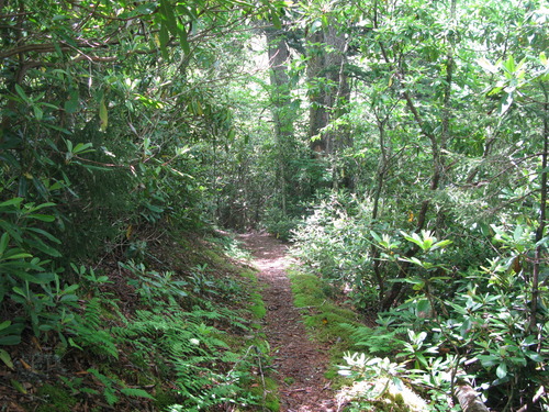 GRSM Accuracy Assessment. Plot Code: GRSM_AA_0599_4