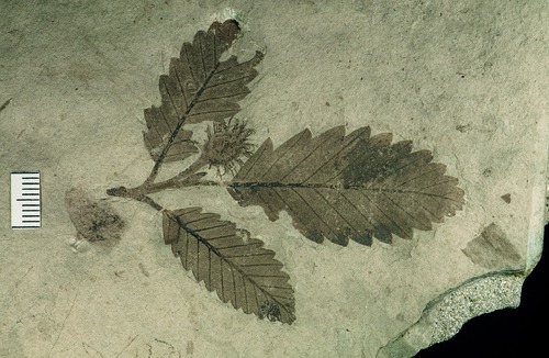 Simple, flat broad leaf with round teeth and straight veins preserved on shale.
