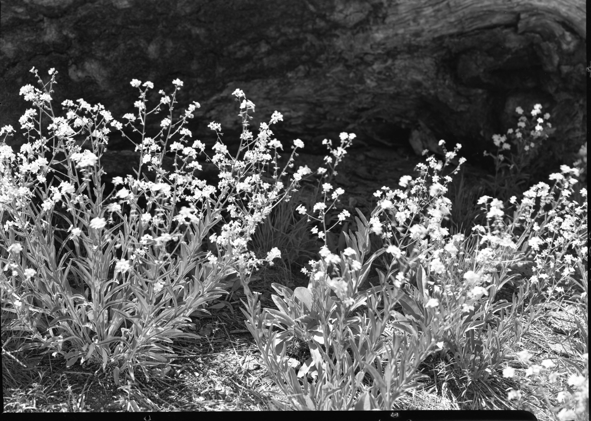 Forget-Me-Nots near Washburn Point