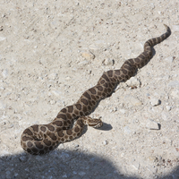 Chubby beige snake with three brown mottled rows over most of the body. The middle row appears unfocused.