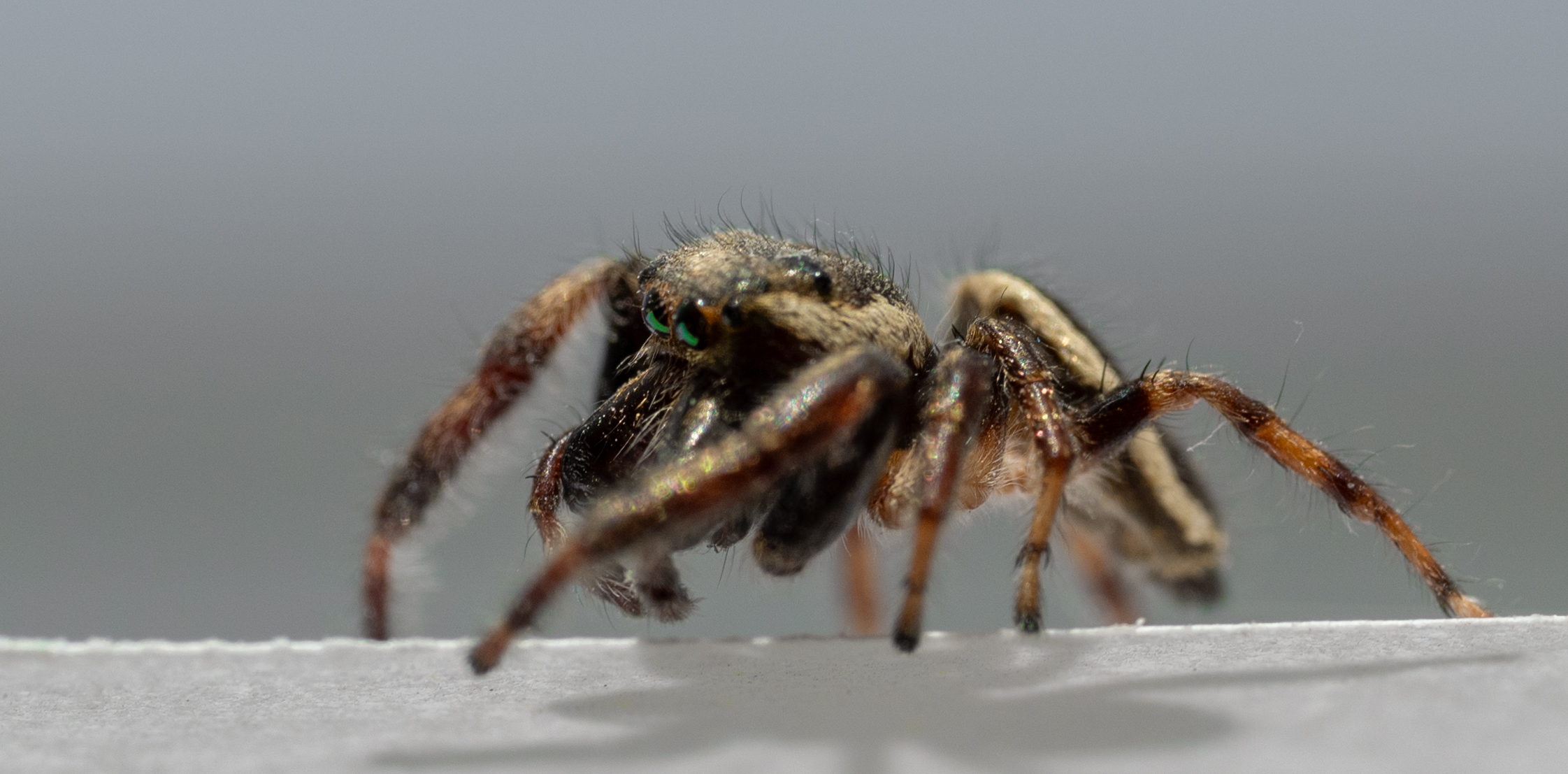 A brown fuzzy jumping spider walks down paper 