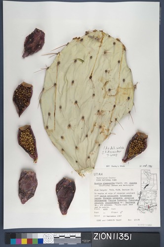 Herbarium Specimen Sheet 11351