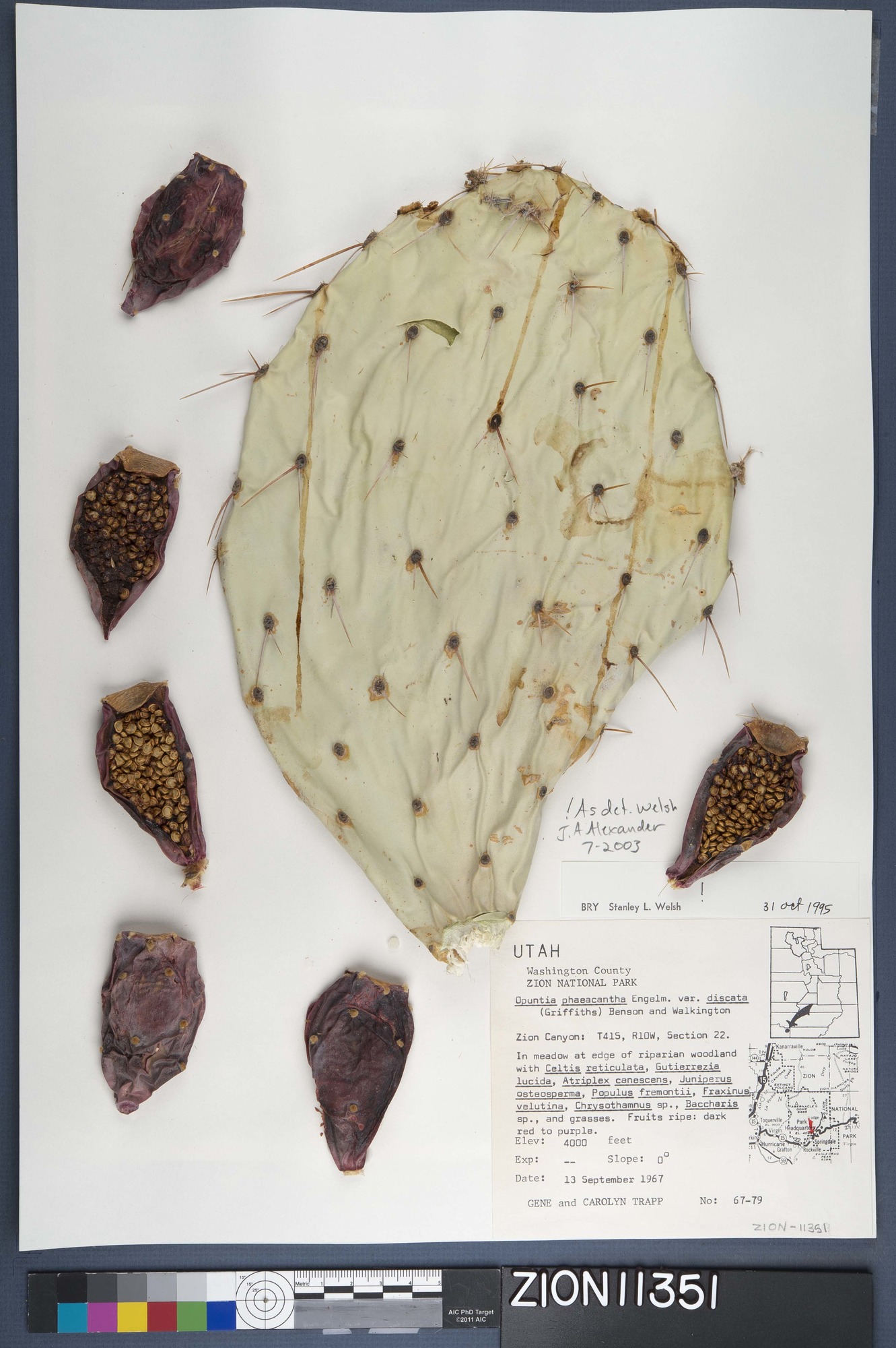 Herbarium Specimen Sheet 11351