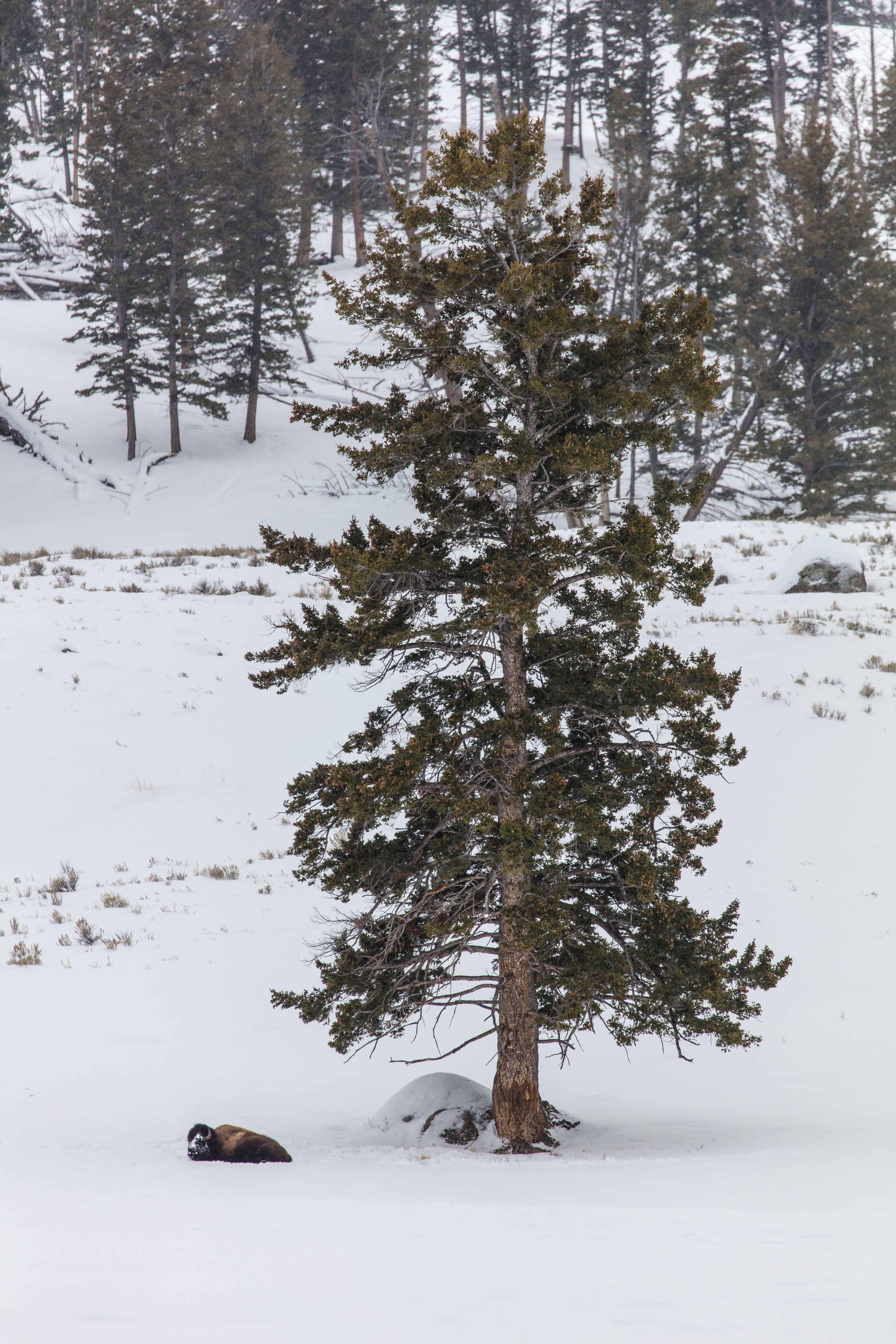 Bison is lying down in the snow under a conifer.