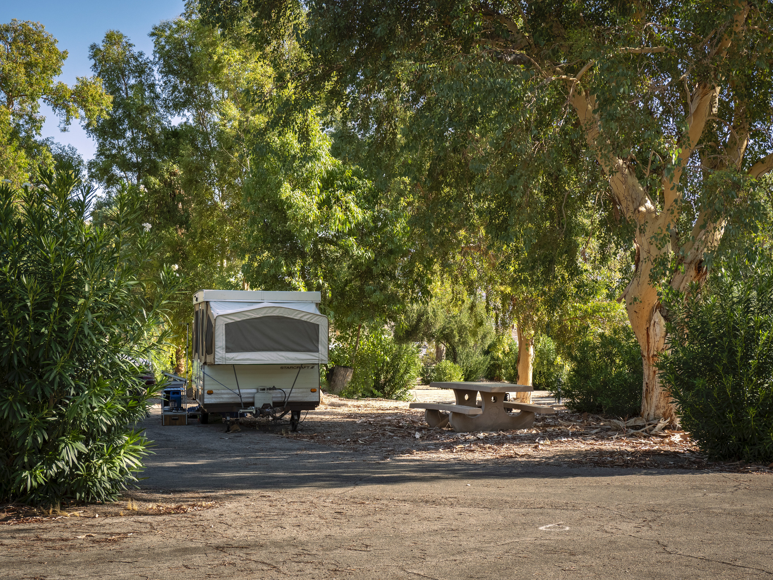 picnic bench and camp trailer surrounded by bushes and trees