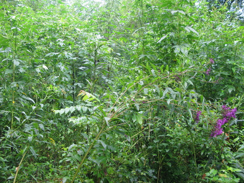 GRSM Accuracy Assessment. Plot Code: GRSM_AA_0355_5