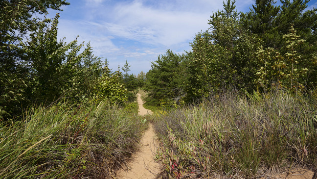 A sandy trail winds through a mature sand dune environment. 