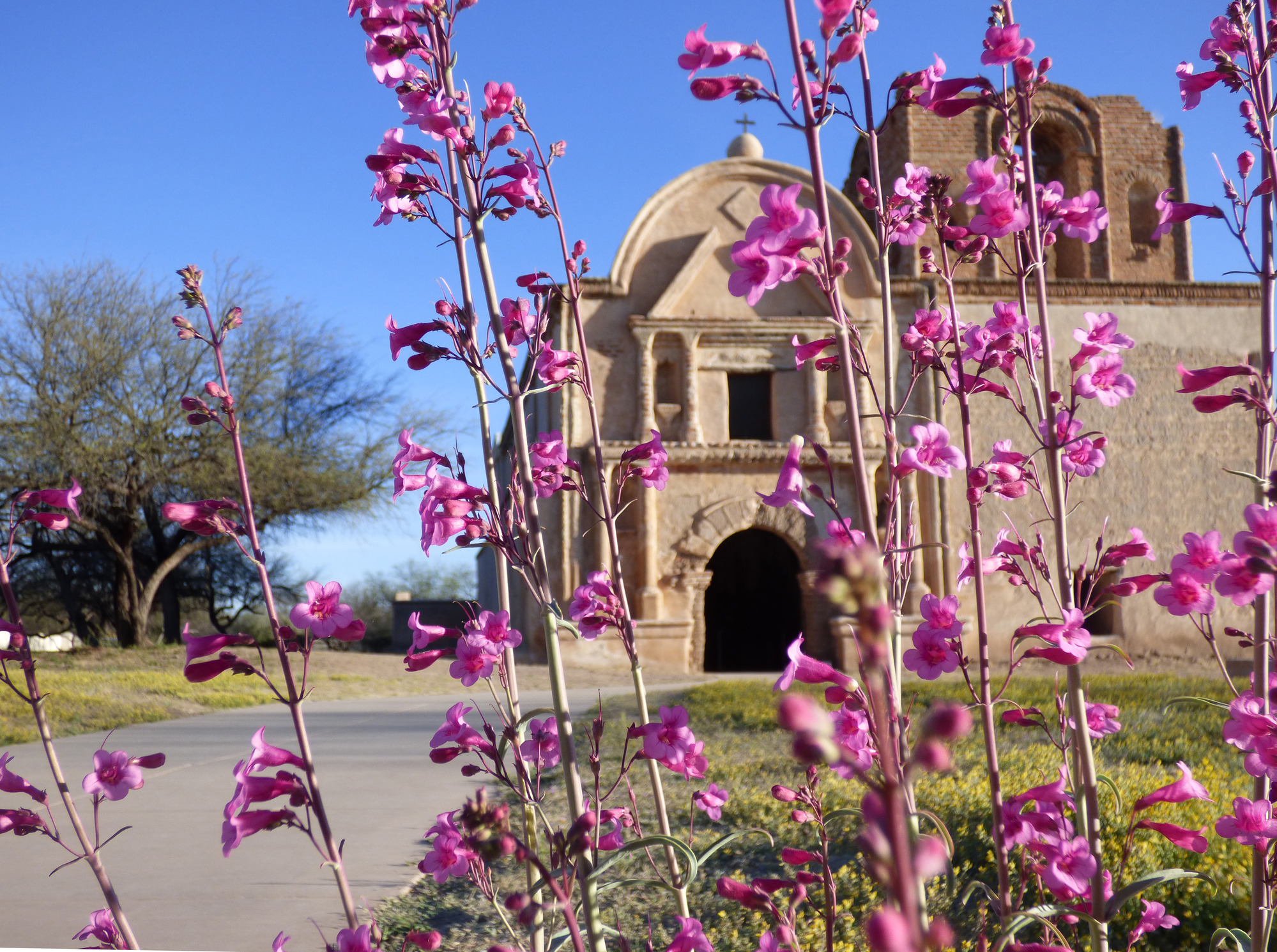 mission church, out of focus, with pink penstemon in near view