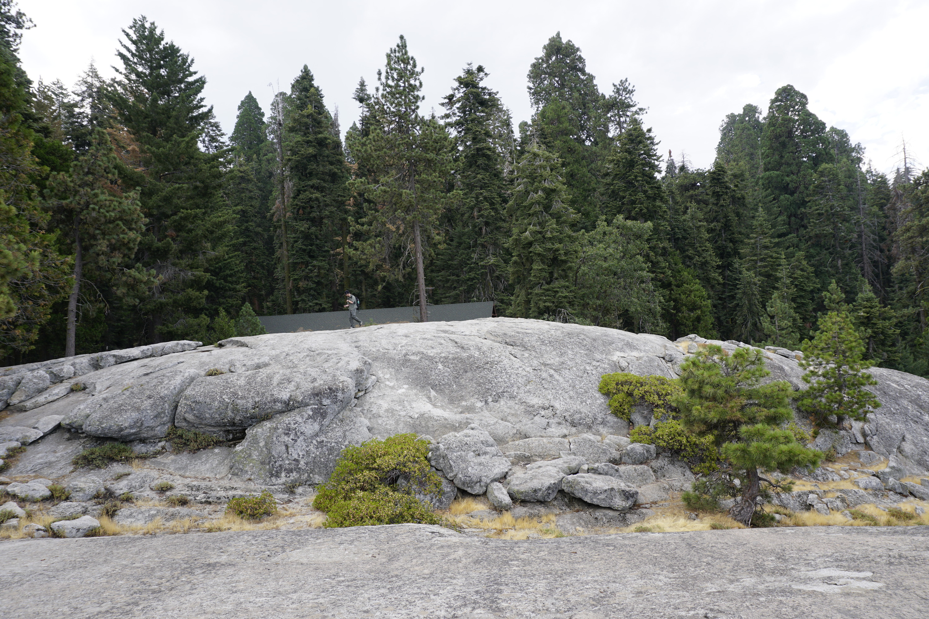 A large granite rock sits in front of tall trees. 