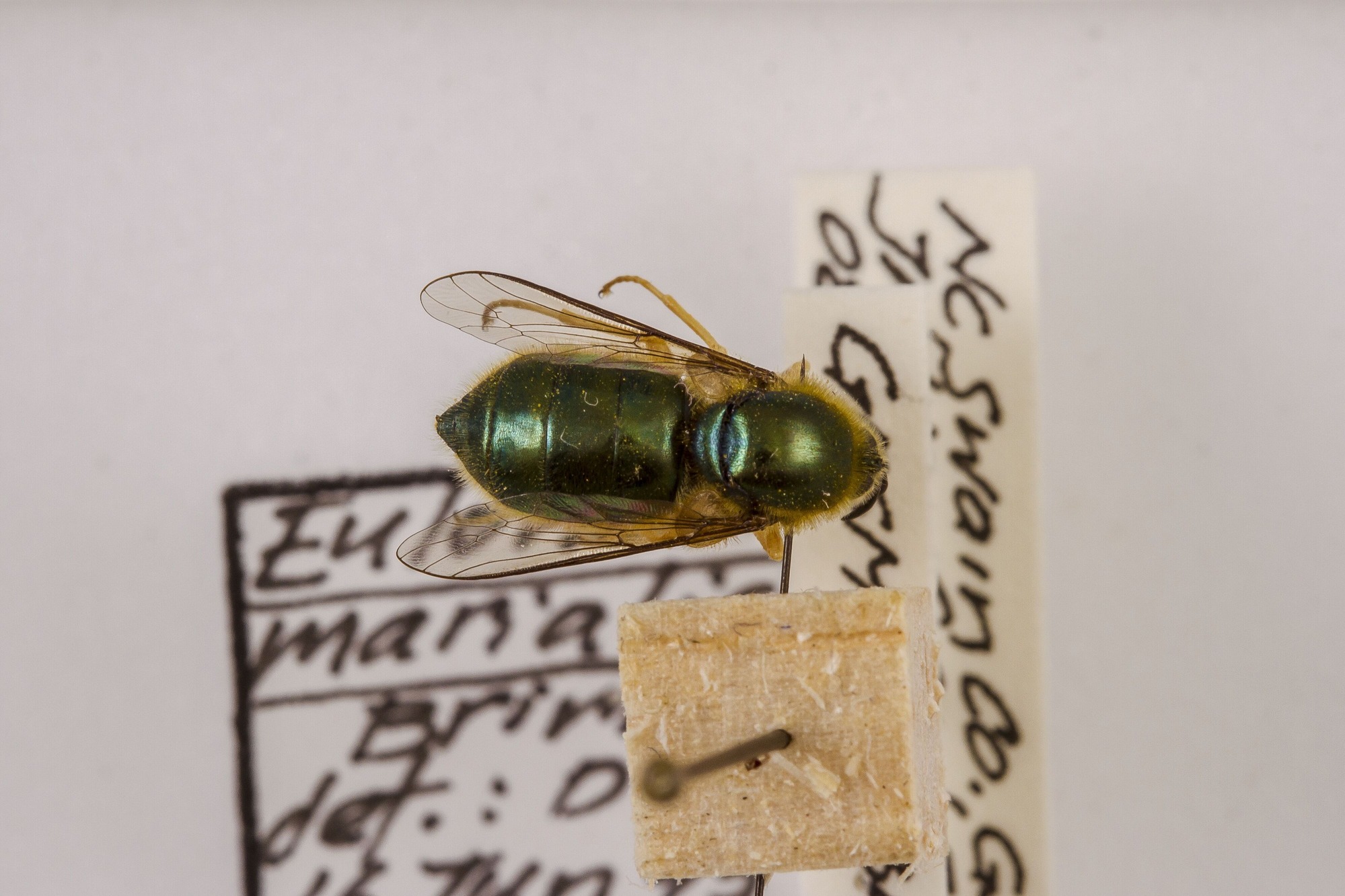 Image of Eulonchus marialiciae, a species of Animalia