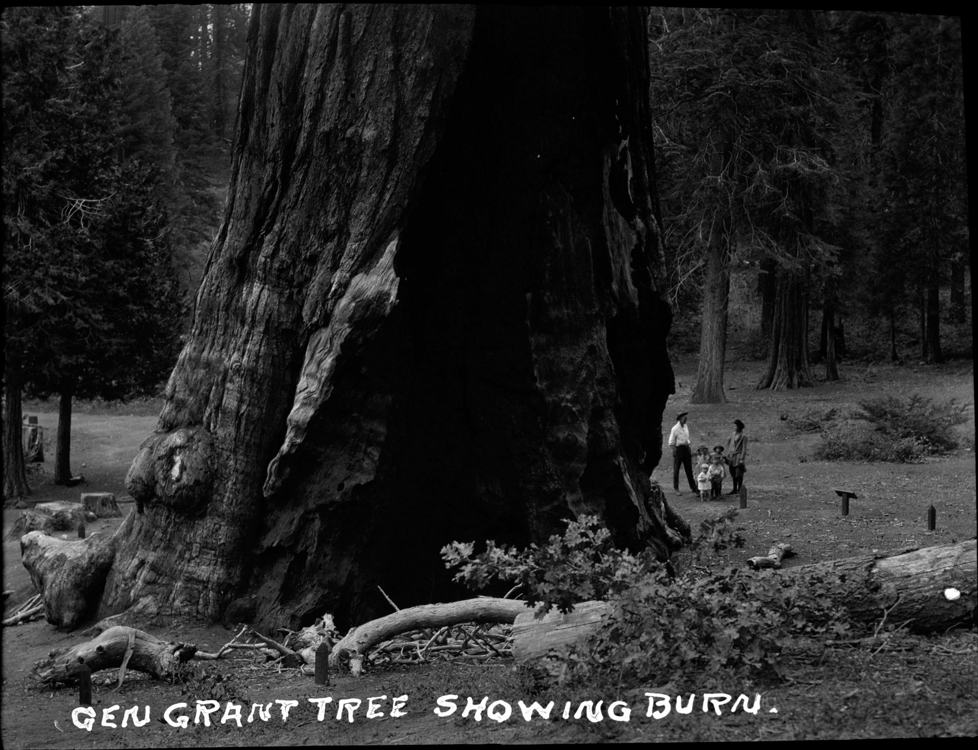 SEKI Roberts Collection Series: 2 Negatives; 13 Sequoias
