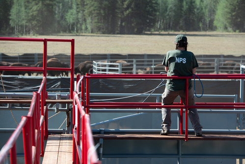 Biologist stands on catwalk looking over the bison corral. 