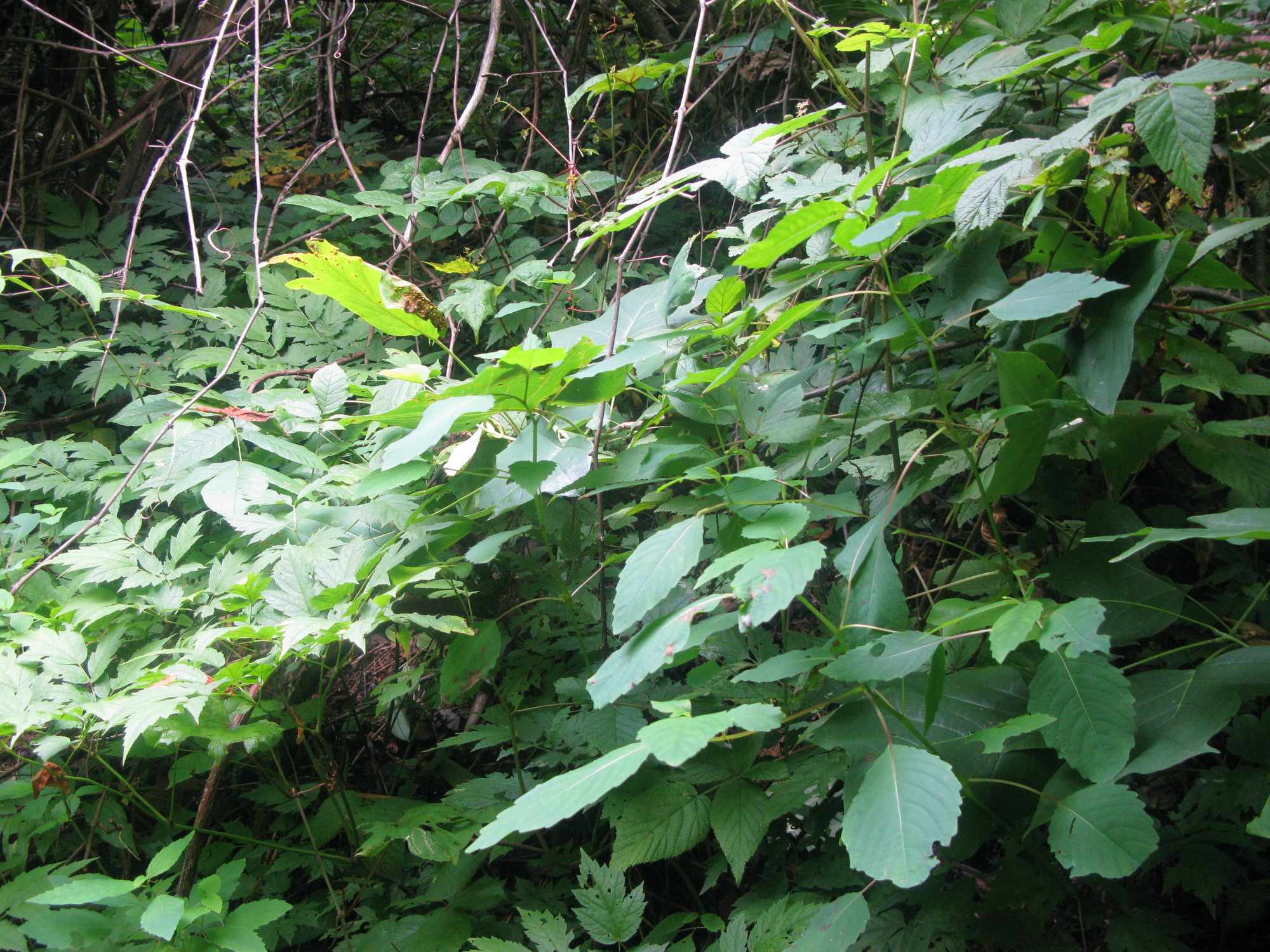 GRSM Accuracy Assessment. Plot Code: GRSM_AA_0829_5